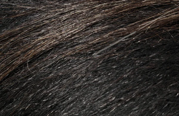 設計のための暗い色の毛皮の動物の毛皮 — ストック写真