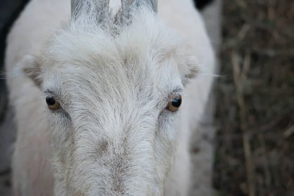 Goat Large Pet Long Horns Farming Design — Stock Photo, Image