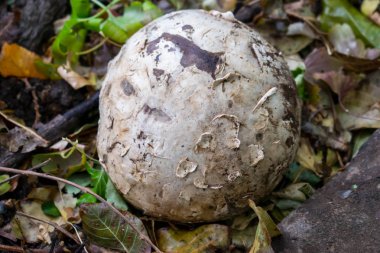 mantar yağmur kapak vardır şeklinde bir top için büyük boyutlarda tasarım için yemeklik büyür