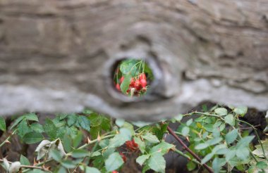 ağaç tasarım arka plan için çilek ile yabani gül bush görebilirsiniz üzerinden yuvarlak bir delik ile