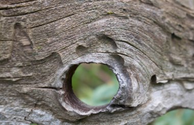 ağaç tasarım arka plan için çilek ile yabani gül bush görebilirsiniz üzerinden yuvarlak bir delik ile