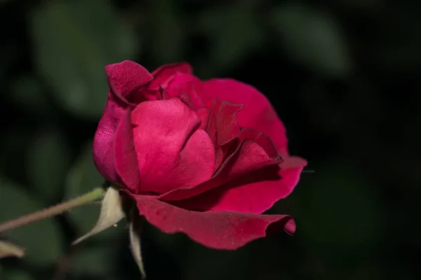 Rosa Roja Brote Pétalos Gran Tamaño Para Fondo Diseño — Foto de Stock