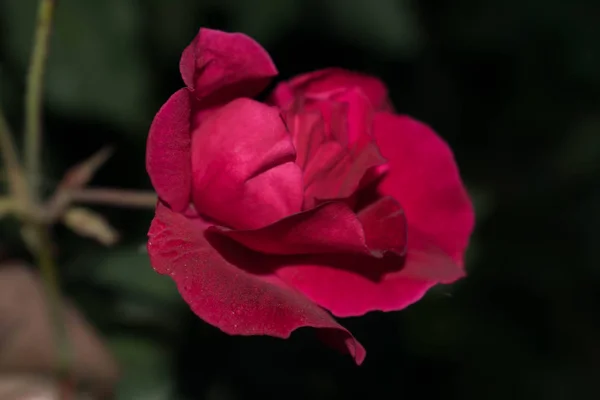 Rote Rose Eine Knospe Große Blütenblätter Für Design Hintergrund — Stockfoto