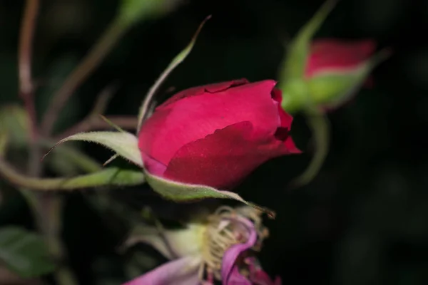 Rosa Roja Brote Pétalos Gran Tamaño Para Fondo Diseño — Foto de Stock