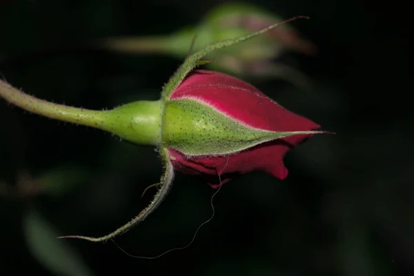 Red Rose One Bud Large Size Petals Design Background — Stock Photo, Image