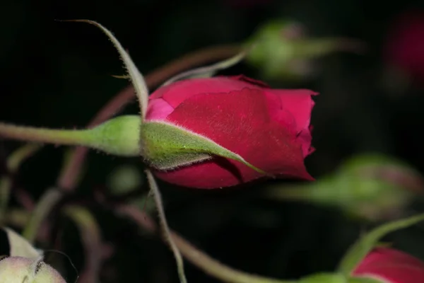 红色玫瑰色一芽大大小花瓣为设计背景 — 图库照片