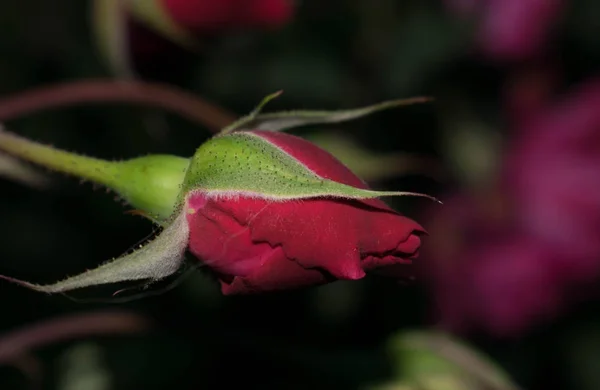 Red Rose One Bud Large Size Petals Design Background — Stock Photo, Image