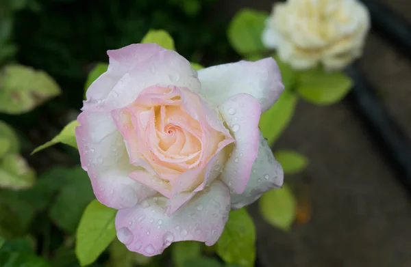 Rosa Blanca Con Tinte Rosa Las Gotas Lluvia Para Tarjetas — Foto de Stock