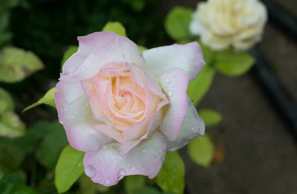 Vit Ros Med Rosa Nyans Regn Dropparna För Bakgrunden Kort — Stockfoto