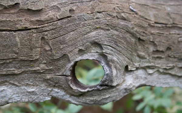 Baum Mit Einem Runden Loch Durch Das Man Einen Strauch — Stockfoto
