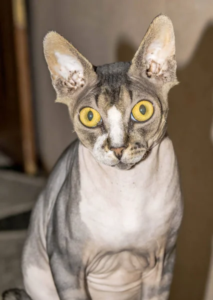 Кошка Питомец Египетский Сфинкс Чистокровный Большой Размер Дизайна — стоковое фото