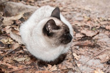 Siyam kedisi için tasarım sonbahar bir arka plan üzerinde büyük boyutta