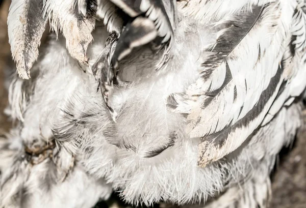 デザインの背景に薄い色の国内鳥の羽 — ストック写真