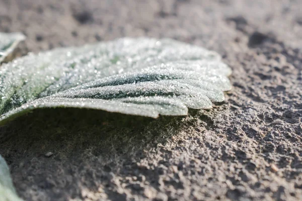 Πράσινο Φύλλο Καλυμμένο Παγετός Στο Κρύο Για Φόντο Σχέδιο — Φωτογραφία Αρχείου