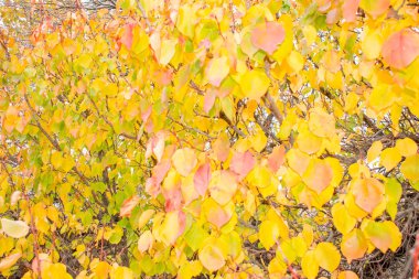 Parlak sarı kırmızı altın tasarım arka plan için sonbahar yaprakları