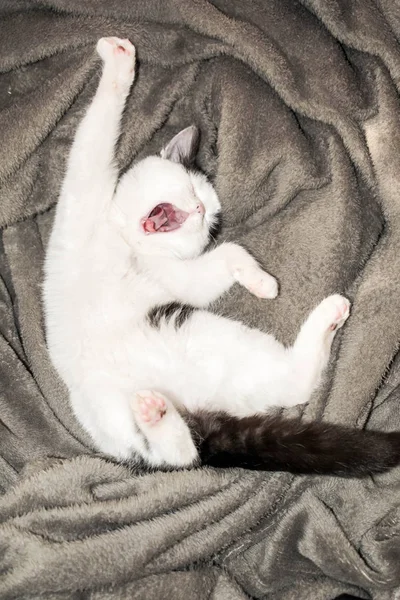 Gatinho Acordou Manhã Bocejando Deitado Cobertor Para Fundo Projeto — Fotografia de Stock