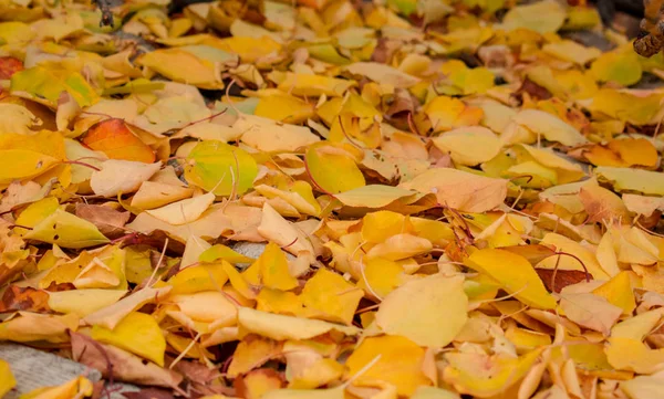 秋叶鲜亮的黄色红色金色为设计背景 — 图库照片
