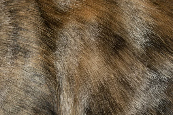 毛皮動物の毛皮の赤いオレンジふわふわ暖かいデザインの背景のための衣類の製造のため — ストック写真