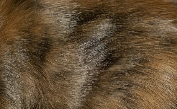 毛皮动物毛皮红色橙色蓬松温暖为服装的制造为设计背景 — 图库照片