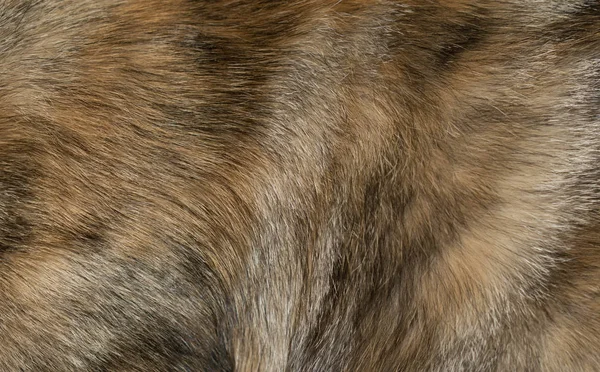 Pelz Tierfell Rot Orange Flauschig Warm Für Die Herstellung Von — Stockfoto
