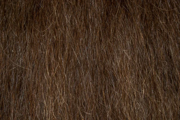 Женщина Толстый Каштановые Волосы Ломкие Сухие Дизайна Фона — стоковое фото