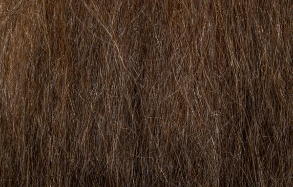 Женщина Толстый Каштановые Волосы Ломкие Сухие Дизайна Фона — стоковое фото
