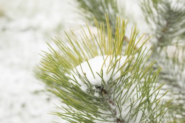 Noel ağacı tasarım arka plan için sokakta karda