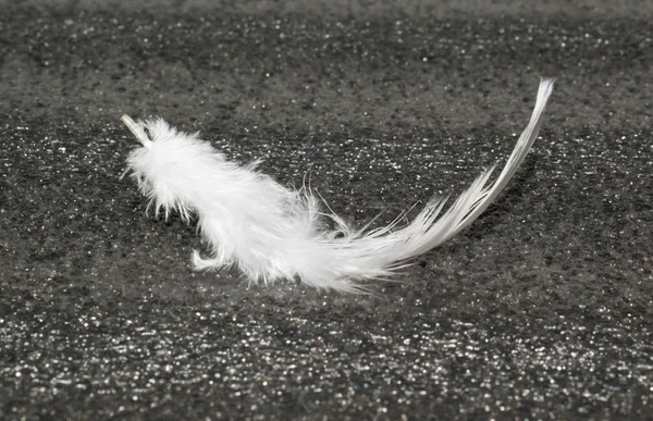 Pluma Blanca Sobre Fondo Gris Oscuro Para Diseño —  Fotos de Stock