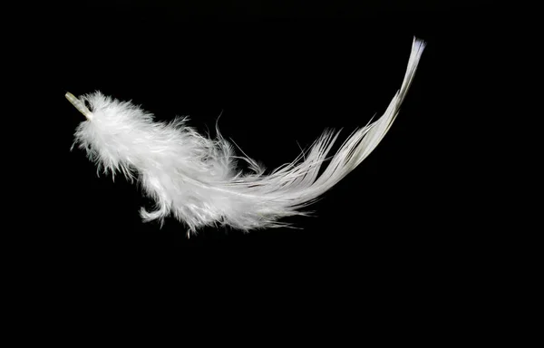 White Feather Een Zwarte Achtergrond Voor Ontwerp — Stockfoto