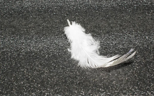 Pluma Blanca Sobre Fondo Gris Oscuro Para Diseño —  Fotos de Stock