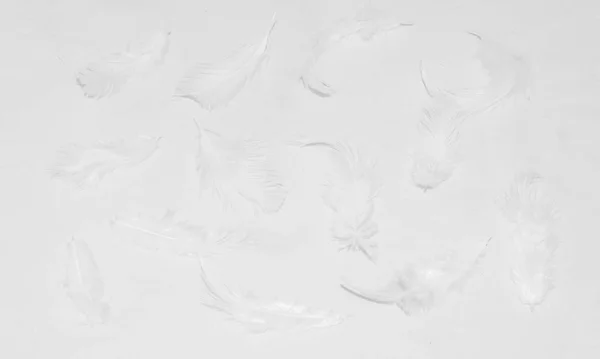 Vita Fjädrar Vit Bakgrund För Design — Stockfoto