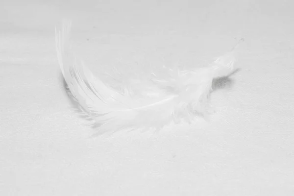 白色羽毛在白色背景为设计 — 图库照片