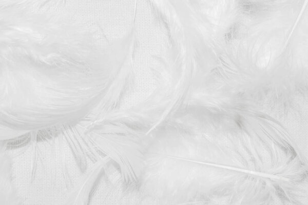 Белые перья на белом фоне для дизайна
