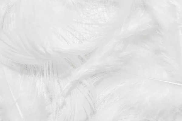 White Feathers White Background Design — Stock Photo, Image