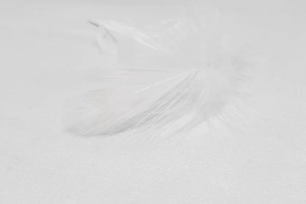 Piume Bianche Sfondo Bianco Design — Foto Stock