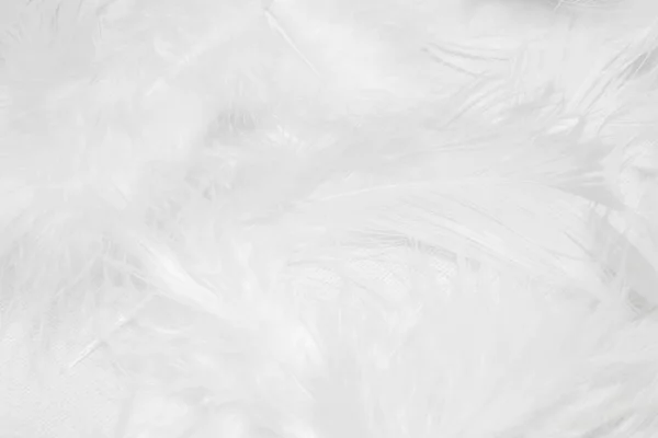 設計のための白い背景の白い羽 — ストック写真