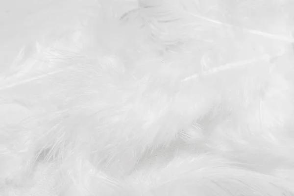 Белые Перья Белом Фоне Дизайна — стоковое фото
