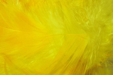 sarı turuncu degrade neon renkler parlak arka plan kuş tüyleri tasarımı için