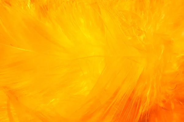 Helle Abstrakte Hintergrund Der Gelb Orange Farbverlauf Neon Farben Vogelfedern — Stockfoto