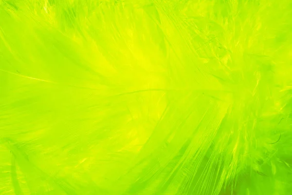 Helle Abstrakte Hintergrund Der Grünen Farben Vogelfedern Für Design — Stockfoto