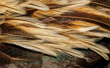 farklı tonları kahverengi arka plan tasarımı için kuş tüyleri