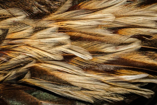 Vogelfedern Verschiedenen Schattierungen Des Braunen Abstrakten Hintergrundes Für Das Design — Stockfoto