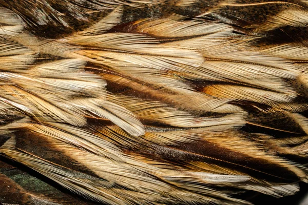 Vogelfedern Verschiedenen Schattierungen Des Braunen Abstrakten Hintergrundes Für Das Design — Stockfoto