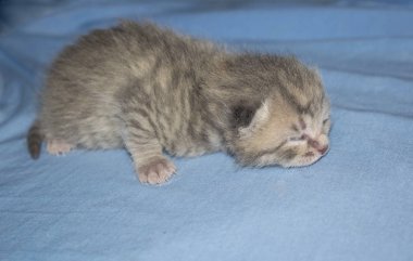 Yeni doğmuş yavru tasarımı için karanlık bir arka plan üzerinde onun elinde kapalı gözlerle