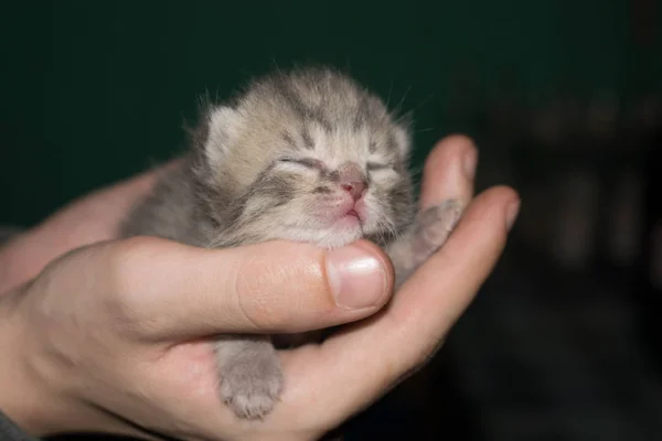 Chaton Nouveau Avec Les Yeux Fermés Dans Ses Mains Sur — Photo