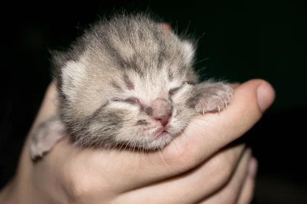 Nowo Narodzony Kotek Zamkniętymi Oczami Jego Ręce Ciemnym Tle Projektowania — Zdjęcie stockowe
