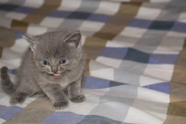 小猫小灰色灰泥蓬松可爱美丽的嘴眼睛的设计背景 — 图库照片