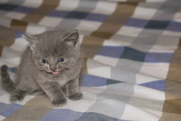 Kätzchen Klein Grau Ashy Flauschig Niedlich Schön Mund Augen Für — Stockfoto