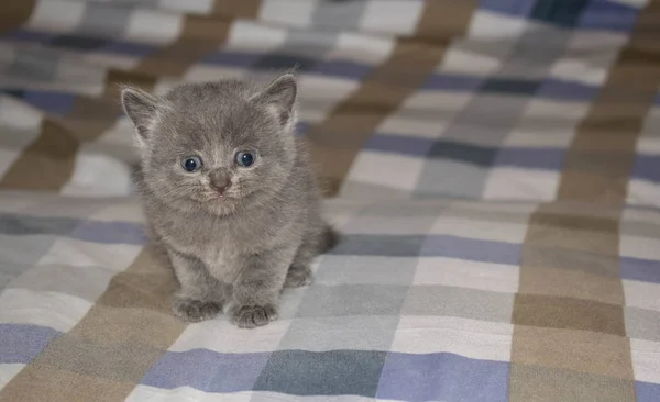 小猫小灰色灰泥蓬松可爱美丽的嘴眼睛的设计背景 — 图库照片