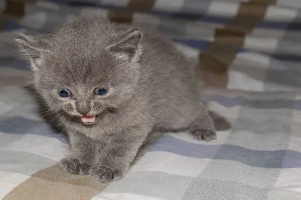 子猫のデザインの背景の小さな灰色の粉を吹いたふわふわのかわいい美しい口目 — ストック写真